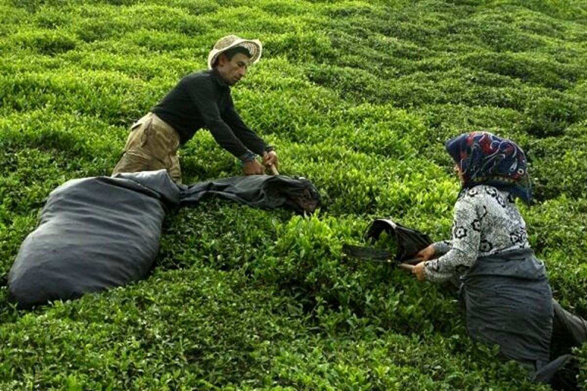 قیمت خرید تضمینی برگ سبز چای تعیین شد/ کیلویی ۶ هزار و ۶۹۰ تومان