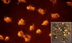 ارتقاء ربات‌های زنده‌ای که با استفاده از سلول‌های قورباغه ایجاد شده‌اند