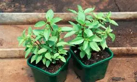 چگونه در خانه ریحان بکاریم؟