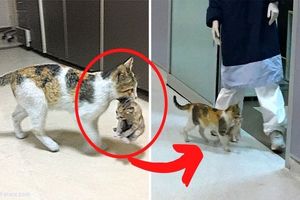 گربه‌ای که بچه‌اش را برای درمان به بیمارستان برد/ ویدئو