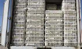 ۱۰ کامیون مرغ زنده در کاشان توقیف شد