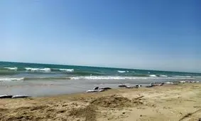 علت مرگ گربه‌ماهیان در جاسک، آلودگی نفتی یا غرق شدن قایق صیادی؟