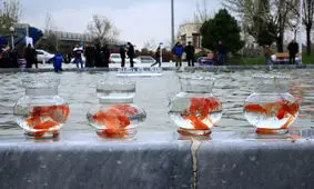 "ماهی‌ قرمز" را در آب‌های آزاد رها نکنید