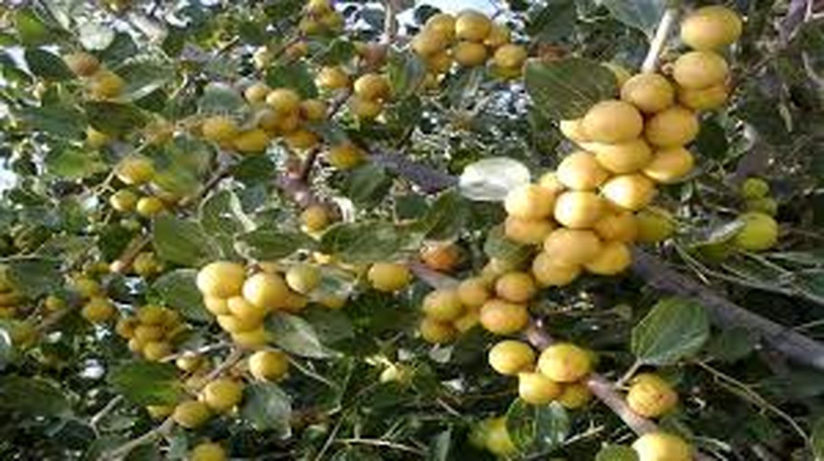 ۱۰ هزار تن میوه گرمسیری کُنار در سیستان و بلوچستان برداشت شد