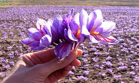 پیازی هم وزن طلا که خوراک دام می‌شود!