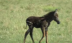 ماجرای گورخر‌های بی‌خط و کلاغ‌های کینه‌ای