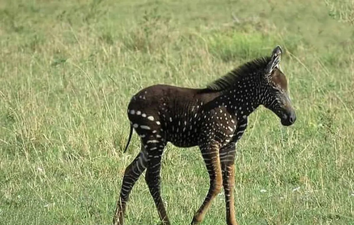 ماجرای گورخر‌های بی‌خط و کلاغ‌های کینه‌ای