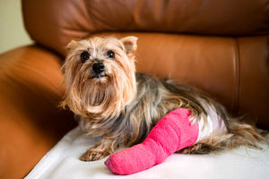 ارائه یک روش جراحی برای تعویض مفصل لگن آسیب دیده سگ‌ها