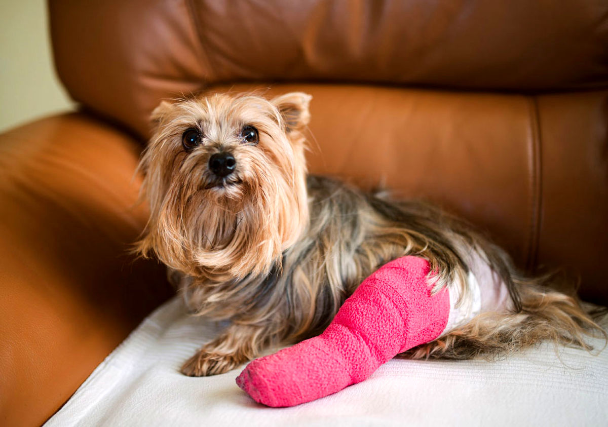 ارائه یک روش جراحی برای تعویض مفصل لگن آسیب دیده سگ‌ها