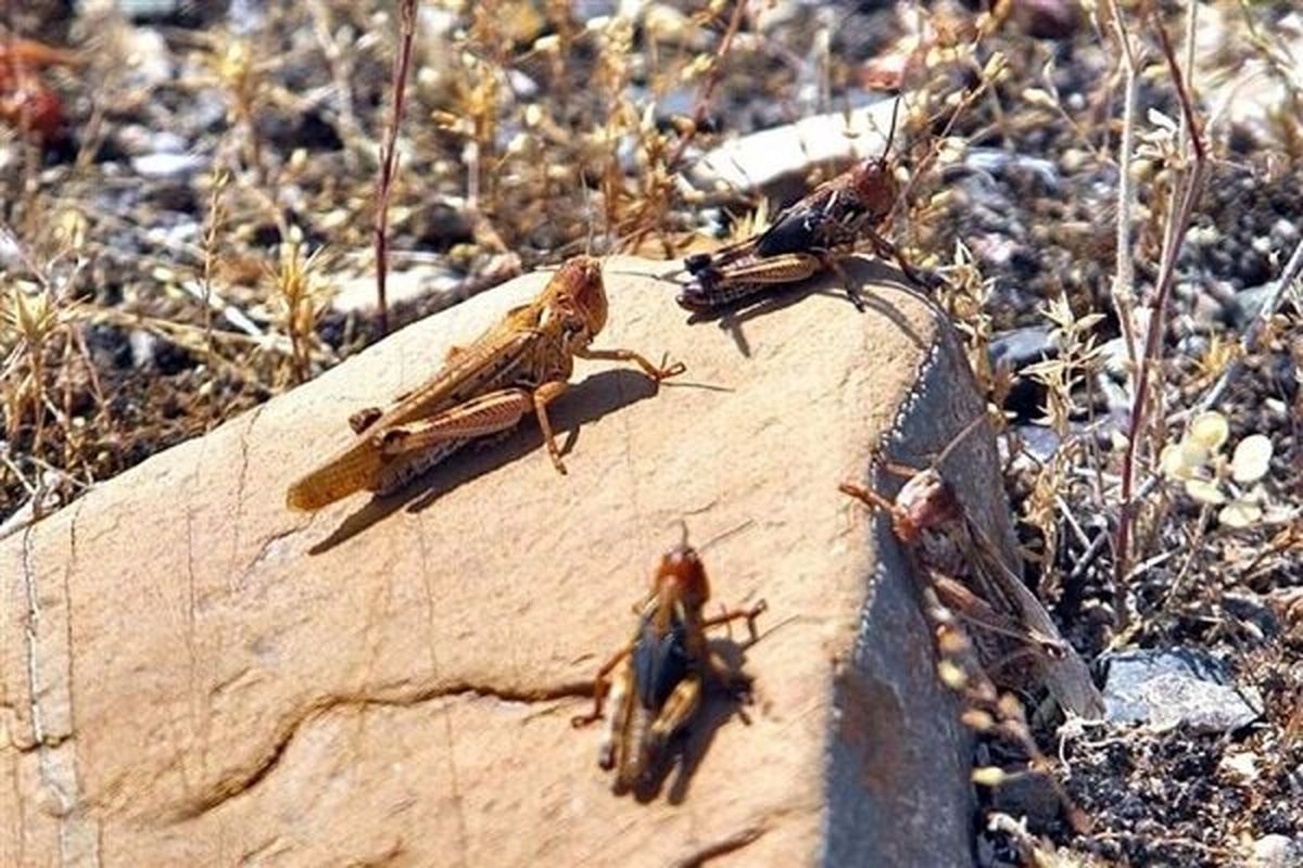 ملخها تاکنون خسارتی در استان بوشهر نداشتهاند