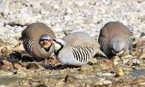 دستگیری متخلف غیرمجاز کبک در چرام قبل از شکار