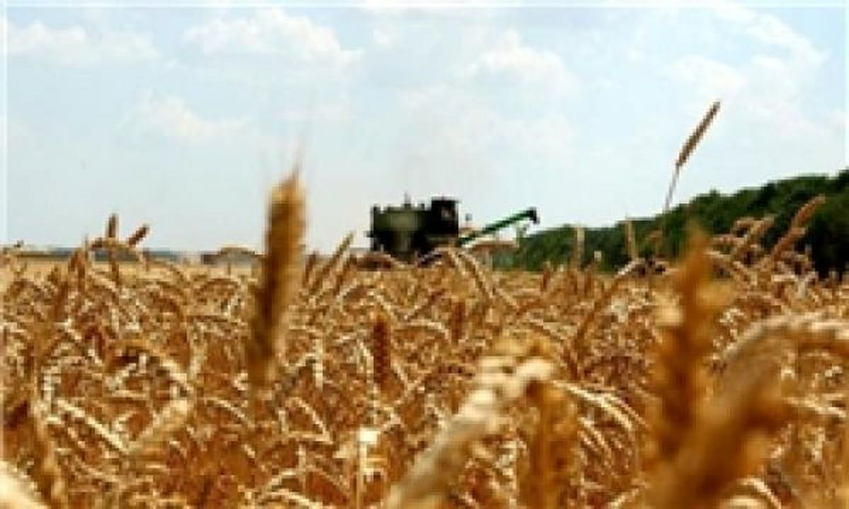 واردات گندم به کشور کماکان ممنوع است