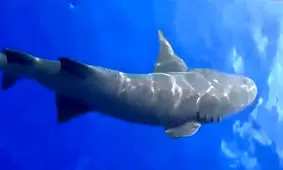 واکنش دیدنی یک هنرمند به عبور کوسه از کنارش/ ویدئو