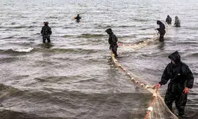 صید فیل ماهی ۵۰۰ کیلویی/ ویدیو