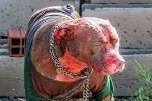 مرگ دلخراش مرد برزیلی پس از حمله وحشیانه چند سگ/ تصاویر