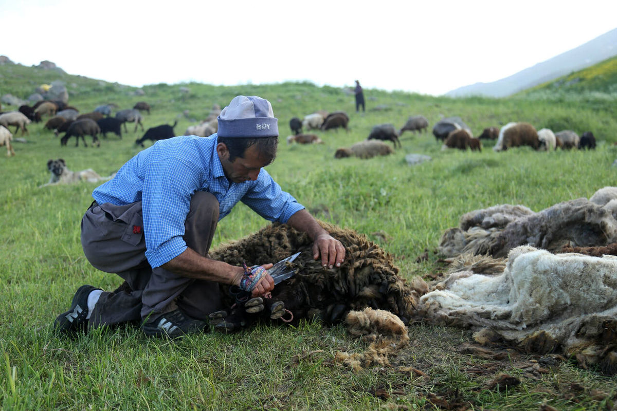 فصل پشم‌چینی گوسفندان در استان بوشهر آغاز شد