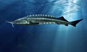 صید فیل ماهی نیم تنی در مازندران/ ویدئو