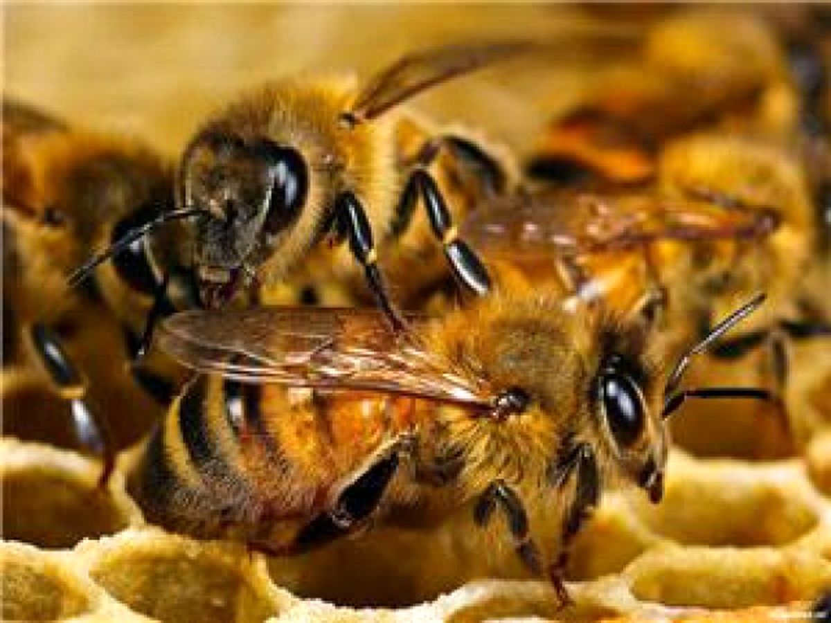 اتحاد زنبورها و پهپادها برای پیدا کردن مین
