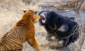 شکست دو ببر توسط خرس مادر