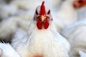 تحویل ندادن مرغ زنده به کشتارگاه‌ها احتکار محسوب می‌شود