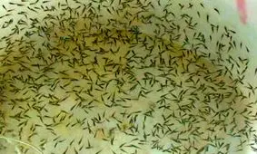 تولید ۲.۲ میلیارد قطعه بچه میگو در استان بوشهر آغاز شد