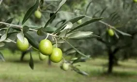 استان سمنان جزو ۵ استان برتر تولید زیتون در کشور است