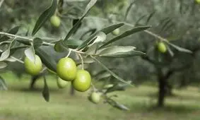 استان سمنان جزو ۵ استان برتر تولید زیتون در کشور است