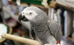 تغییر زبان طوطی سخنگو پس از ۴ سال گم شدن