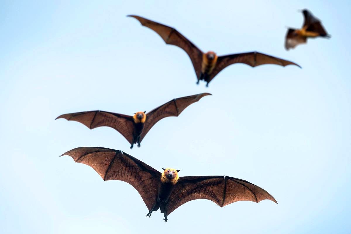 انسان هم می‌تواند کووید-۱۹ را به خفاش‌ انتقال دهد