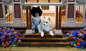 عکس‌هایی دیدنی از نمایشگاه حیوانات خانگی/ تصاویر