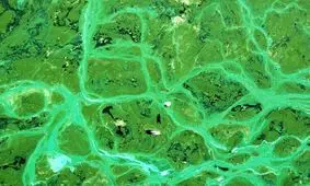 دانشمندان برای اولین بار سم مهلک جلبکی را در هوا پیدا کردند