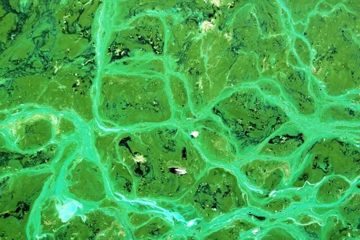 دانشمندان برای اولین بار سم مهلک جلبکی را در هوا پیدا کردند