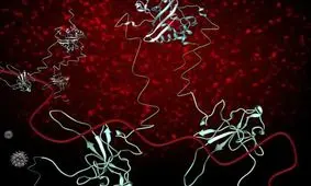 پروتئین‌هایی که کلید کشف داروی کووید-۱۹ هستند