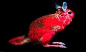 کشف خرگوش‌هایی که نور صورتی منتشر می‌کنند