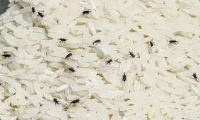 کنترل آفت انباری برنج با عصاره یک گیاه دارویی