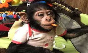 چه کسی مخالف رفتن باران به یتیم خانه است؟/ ویدئو