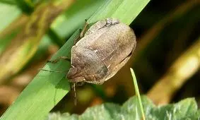 برآورد مبارزه با آفت سن در سطح 280 هزار هکتار از اراضی گندم و جو کرمانشاه