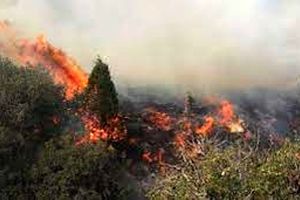 زنگ خطر باد گرم برای جنگل های گیلان/ افزایش ۱۲ درصدی حریق طی سال گذشته