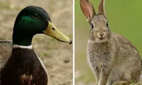 قدیمی‌ترین خطای دید چه بود؟