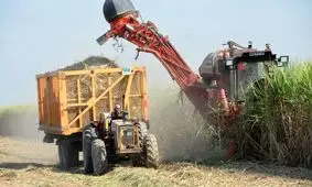 رکورد تولید شکر و نیشکر درطرح‌های هفتگانه نیشکری خوزستان شکسته شد