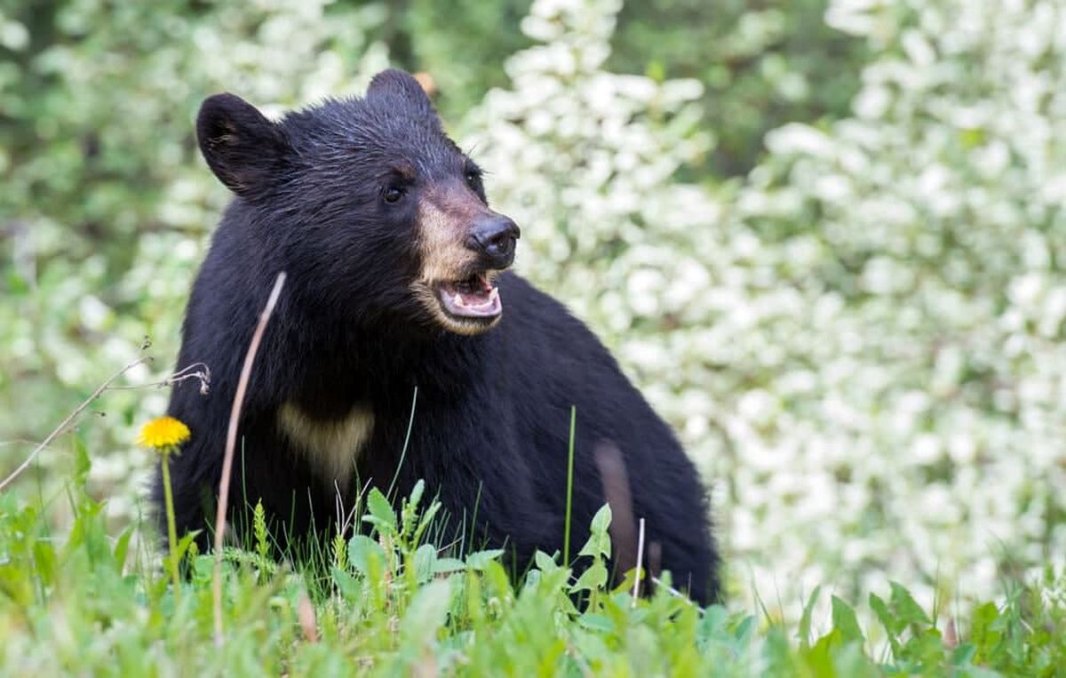 خرس سیاه آسیایی در نیکشهر مشاهده شد