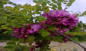 خواص درمانی گیاه اقاقیا