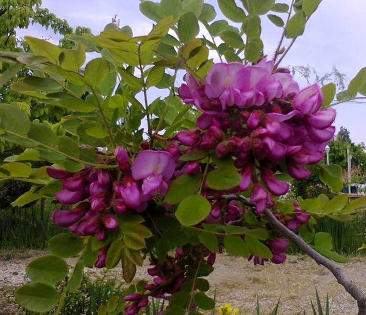 خواص درمانی گیاه اقاقیا