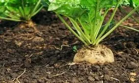 پیش بینی کاشت بیش از یک میلیون تن چغندرقند امسال در خوزستان