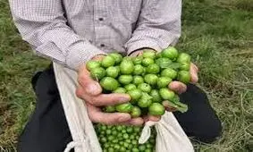 آغاز برداشت گوجه سبز از باغ‌های سیستان و بلوچستان