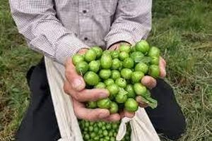 آغاز برداشت گوجه سبز از باغ‌های سیستان و بلوچستان