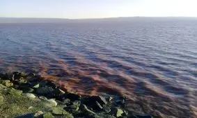 تالاب کجی نمکزار نهبندان/ تصاویر