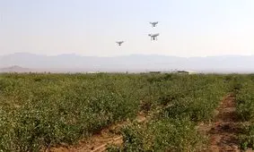 خسارت سرمای بهاری به کشاورزی استان فارس/ ۳۰ تا ۶۰ درصد باغات پسته سروستان آسیب دید