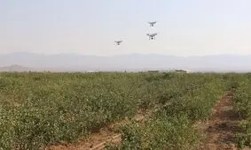 خسارت سرمای بهاری به کشاورزی استان فارس/ ۳۰ تا ۶۰ درصد باغات پسته سروستان آسیب دید