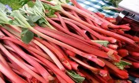 ریواس و خواص دارویی آن/ ویدئو